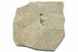 Detailed Fossil Beetle (Coleoptera) - Green River Formation #360233-1